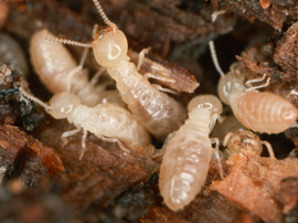 drywood termite pest control los angeles