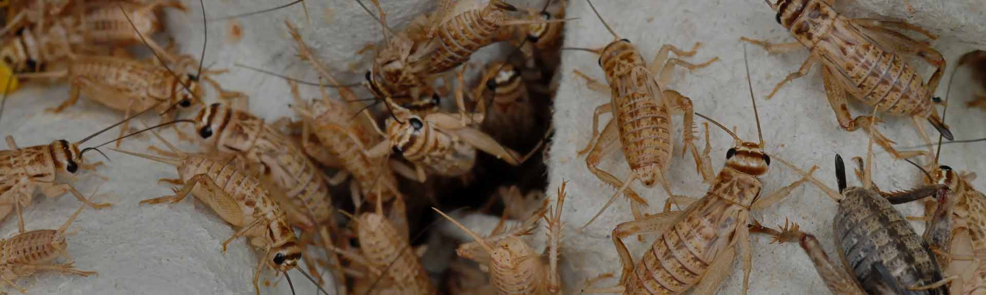 Cricket Pest Control Los Angeles East La Cricket Control Riverside