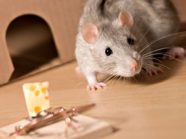 rodent pest control removal los angeles