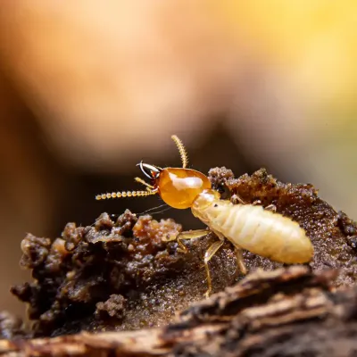 termite